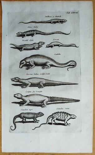 Eidechse chameleon - eidechse,