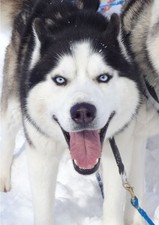 Schau mir in die Augen, Mensch! Aus dem Leben einer huskyverrückten Familie