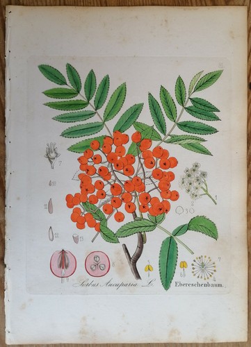 David dietrich forstflora - david,