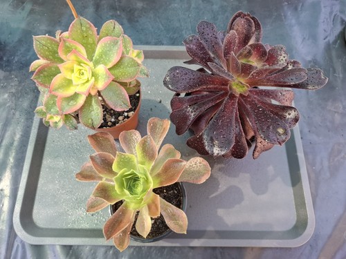 Aeonium set - aeonium, set!!!!!