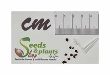 10x Babiana pygmaea Perlit Bimskies Garten Zimmer Pflanzen - Samen B753