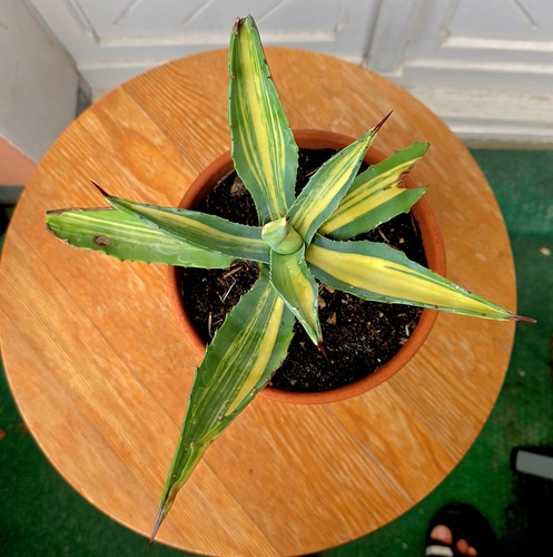 Agave americana mediopicta - agave,