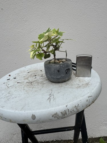 Bonsai prebonsai bunt - bonsai/prebonsai,