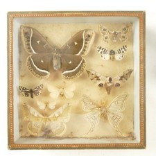 Schmetterlingsschaukasten