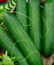 7 St. Samen. Gurke "Weide"