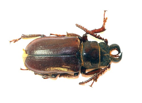 Coleoptera cerambycidae - coleoptera,,