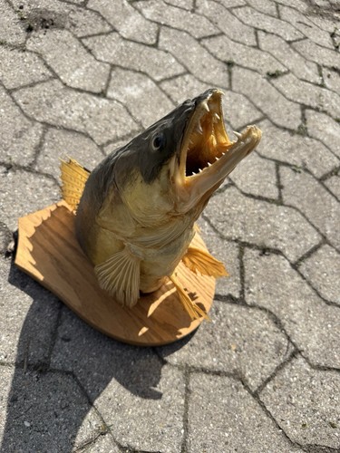 Zander kopf präparat - zander,