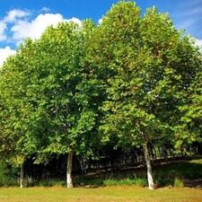 Ahornblättrige PLATANE 120-150 cm im Container