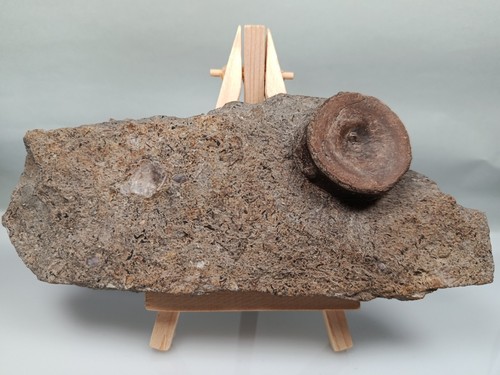 Ichtyosaurus wirbelknochen aus - ichtyosaurus,
