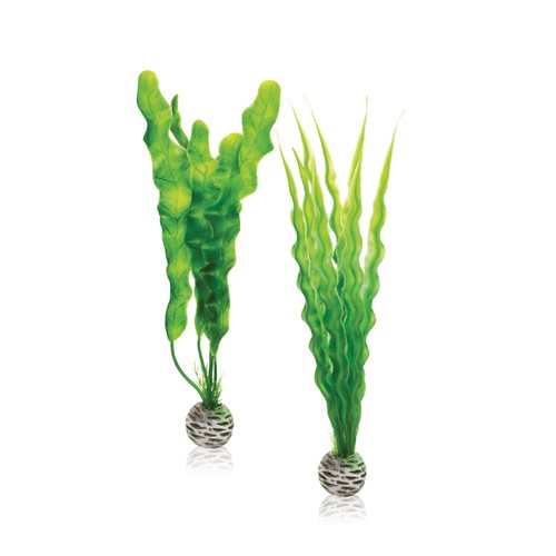 Oase biorb pflanzen set - oase,