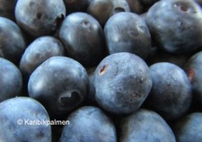 3er - Paket  Blaubeere - Heidelbeere - winterharte Pflanze 30-50cm - Vaccinium