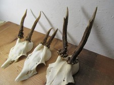 3 St. Schönes Rehgeweih