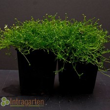 Sagina subulata Sternmoos winterhart Irisch Moss Bodendecker Rasenersatz