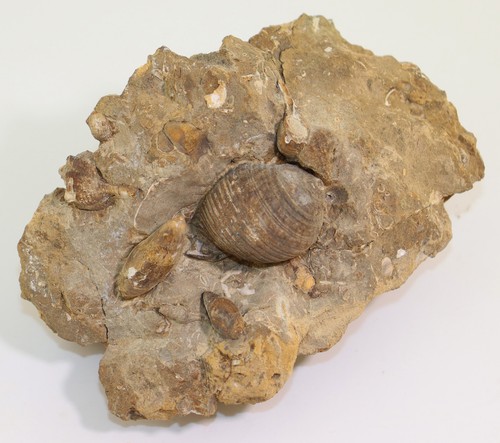 Schnecke phalium murex - phalium,