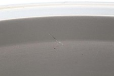 Felge Hintere TRIUMPH 955I SPEED TRIPLE 1999 bis