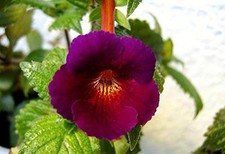 Pretty Imported  Achimenes