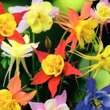 Akelei Mix Stauden Beete Steingarten mehrjährig winterhart 300 Samen Nr.318