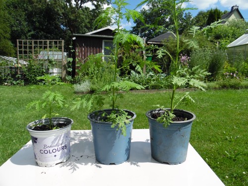 Artemisia annua pflanzen - annua,, 3