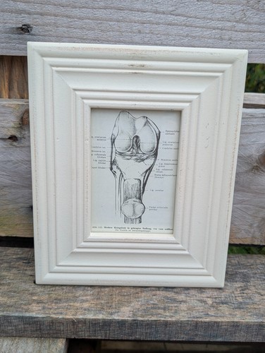 Anatomie bild kniegelenk 1986 - kniegelenk,