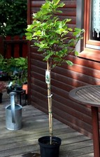 Kugelplatane - Platanus