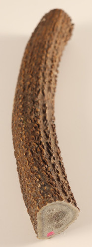 Geweih hirschhornstück horn - hirschhornstück,