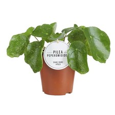 Pilea peperomioides sugar - pilea, |