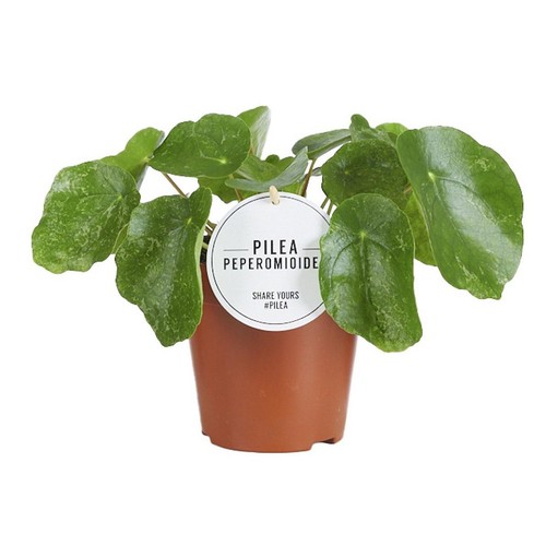 Pilea peperomioides sugar - sugar, |