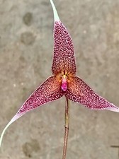 Dracula Species ´Red Labyrinth Star´ blühfähige Pflanze Orchidee Masdevallia