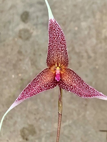 Dracula species red - dracula,