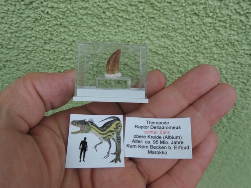 Zahn vom raptor deltadromeus - vom,