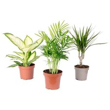 Tropisches Pflanzenset - 3 pflegeleichte Grünpflanzen 