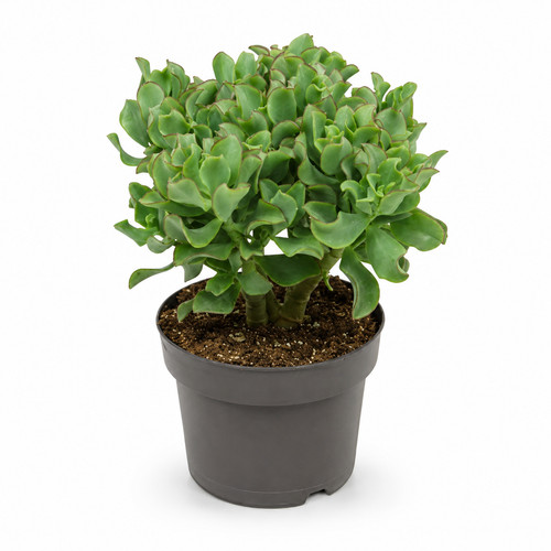 Crassula aborescens geldbaum - aborescens,