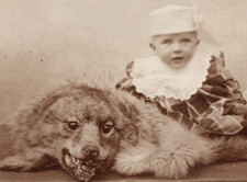 10/997 AK ALTE ZEITEN BÄR WOLF EISBÄR HUND RAUBTIER FELL COOLER TYP KAISERREICH