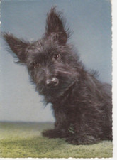 Scottish Terrier  *  Scoti  * Postkarte  *    Postcard    #  7 RARE