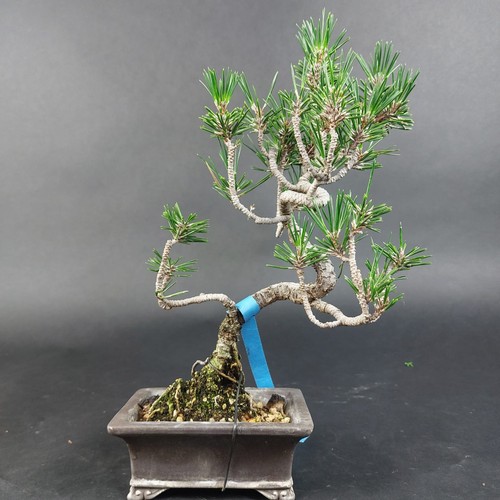 Bonsai schwarzkiefer pinus - bonsai-schwarzkiefer,,