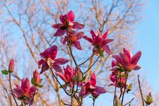 Sternmagnolien Magnolie Stecklinge rot winterharte Pflanzen für den Garten Deko