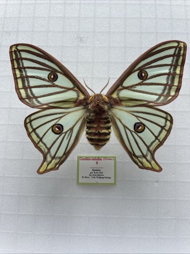 Entomologie*Graellsia