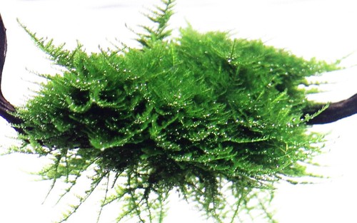 Vesicularia montagnei