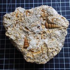1.2kg Gastropod Granulolabium