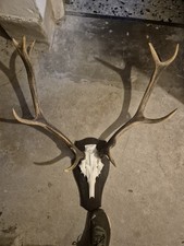 10 Ender Hirschgeweih