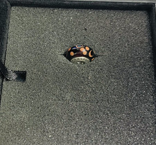 Pandora Charm Murano Glas