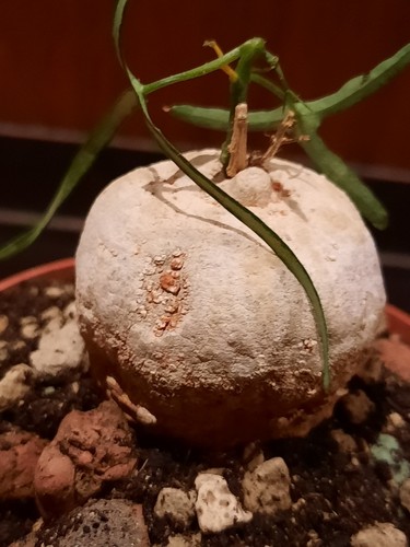 Adenia kirkii caudex sehr - kirkii,,