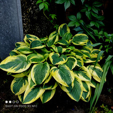 Hosta Funkie Herzblattlilie