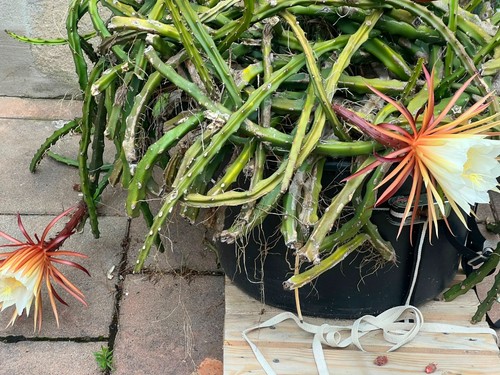 Selenicereus grandiflorus