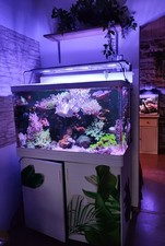 Red Sea  Max 250 L Meerwasseraquarium 