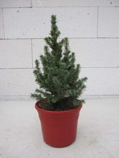 Kleiner Weihnachtsbaum - Sanders Blaufichte - Picea glauca Sander's Blue - 20-25