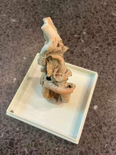 Wurm aus dem meer - wurm, watt
