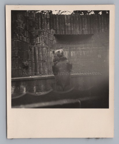 Leipzig 1954 bärengehege - leipzig,