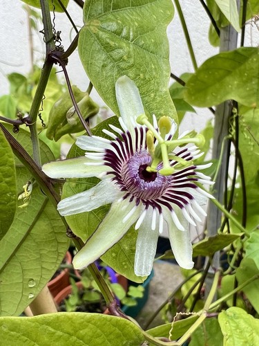 Passiflora collinvauxii - ,