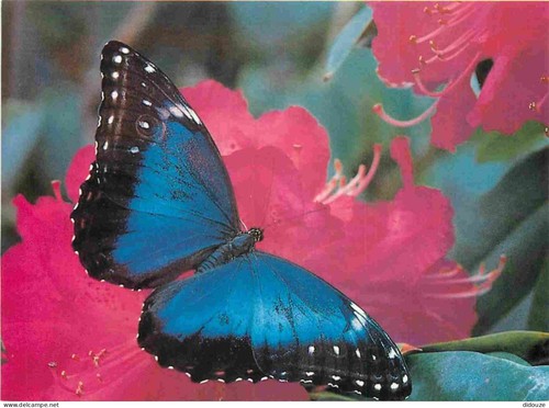 Tiere schmetterlinge - -,